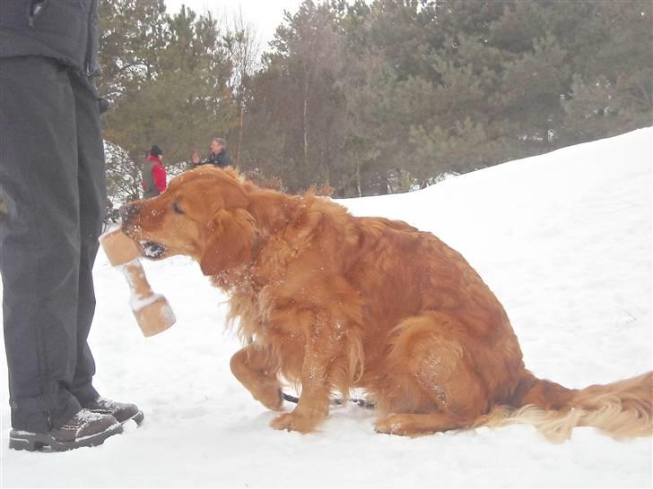 Golden retriever Luca billede 16