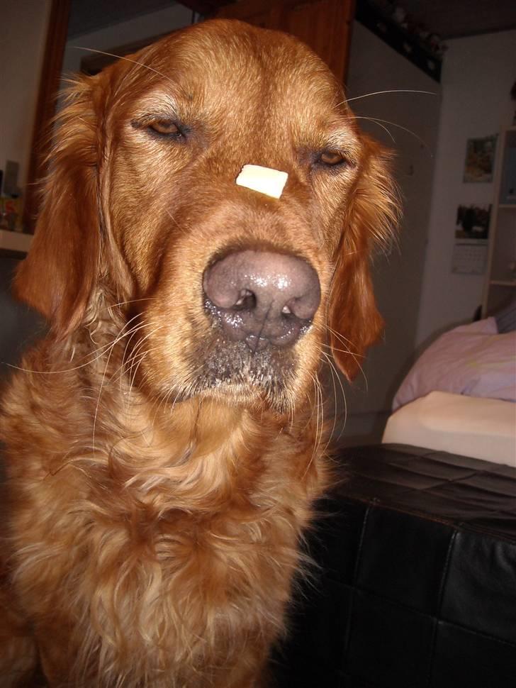 Golden retriever Luca billede 17