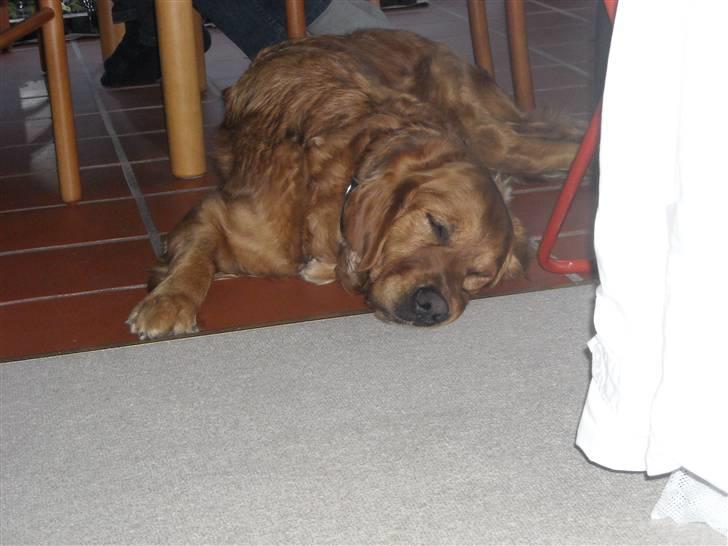 Golden retriever Luca billede 18