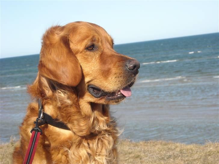 Golden retriever Luca billede 19