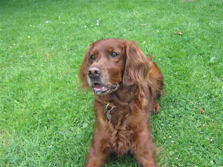 Irsk setter Amy (Lille My) billede 1