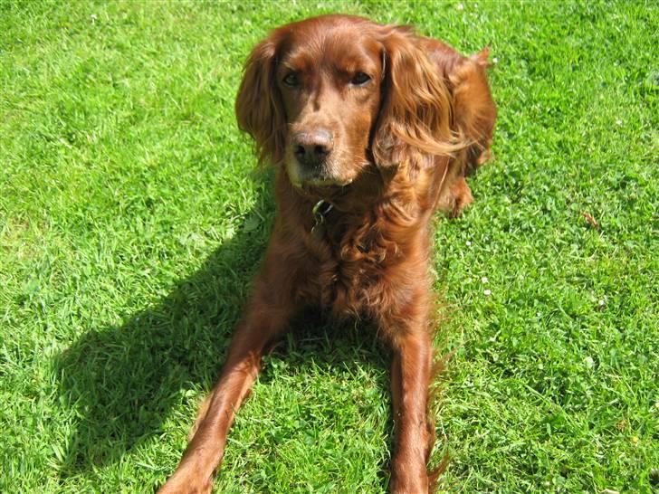 Irsk setter Amy (Lille My) billede 2