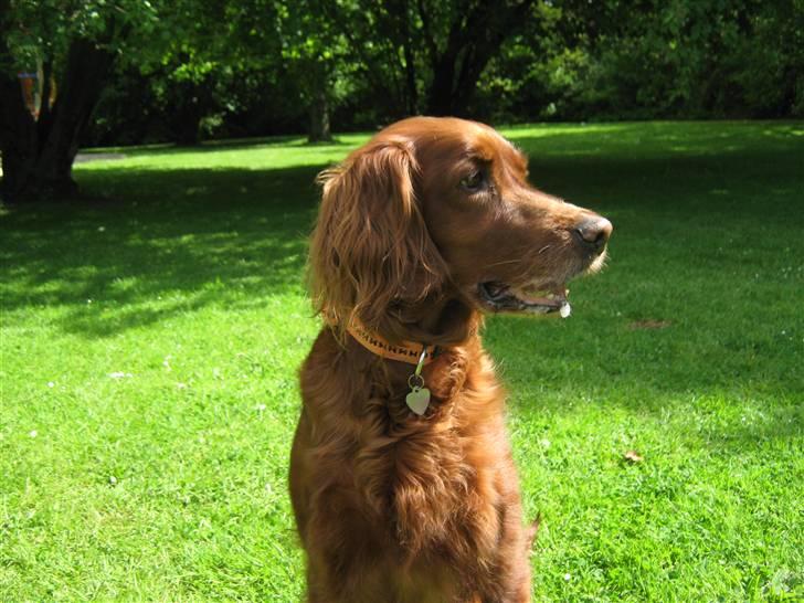 Irsk setter Amy (Lille My) billede 3