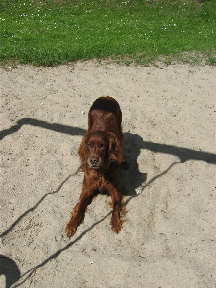 Irsk setter Amy (Lille My) billede 4