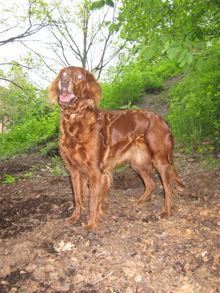 Irsk setter Amy (Lille My) billede 5