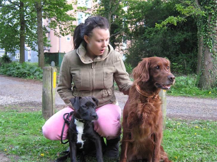 Irsk setter Amy (Lille My) - Balou, Maria og My billede 6