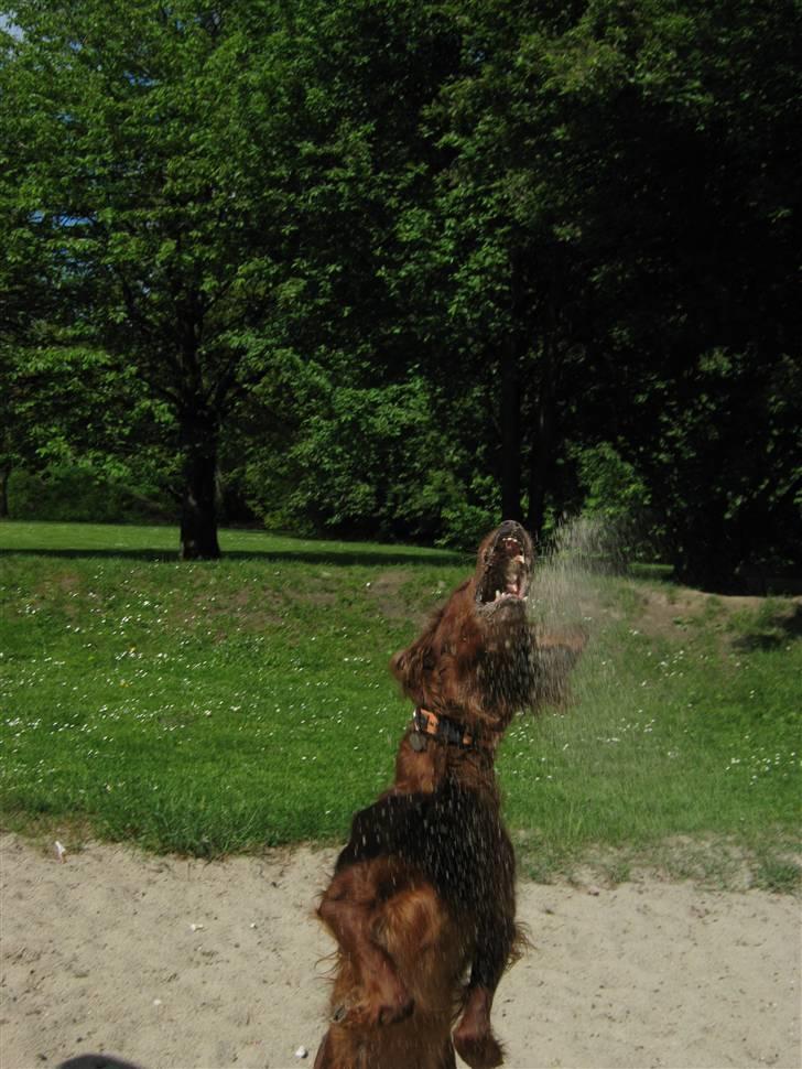 Irsk setter Amy (Lille My) billede 7