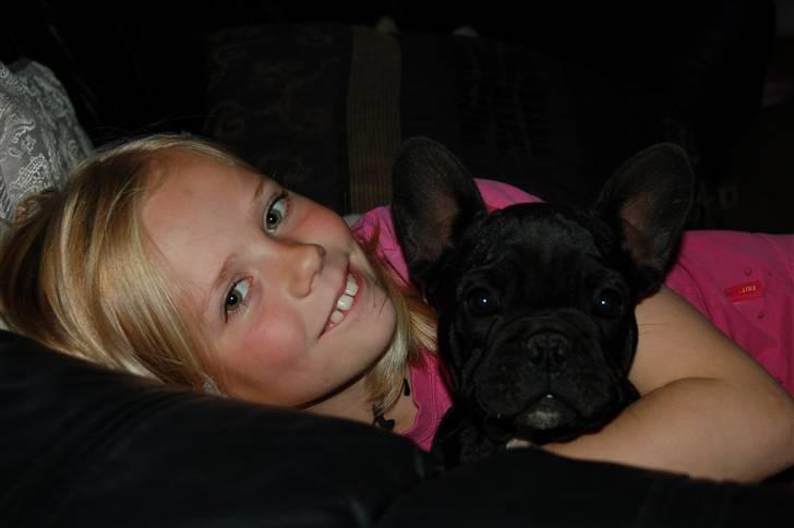 Fransk bulldog Rehab's Gyrinthe billede 4