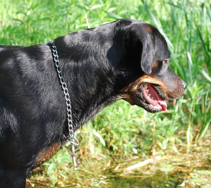 Rottweiler Nica billede 8