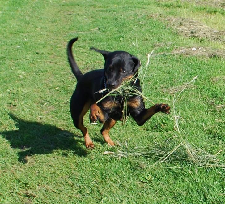 Rottweiler Nica billede 9