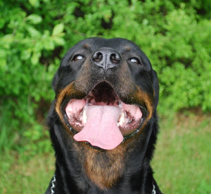 Rottweiler Nica billede 10
