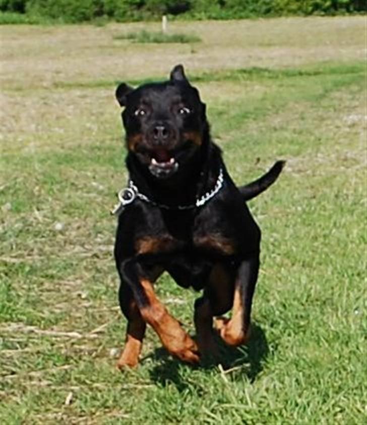 Rottweiler Nica billede 11
