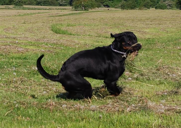 Rottweiler Nica billede 12