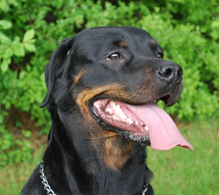 Rottweiler Nica billede 13