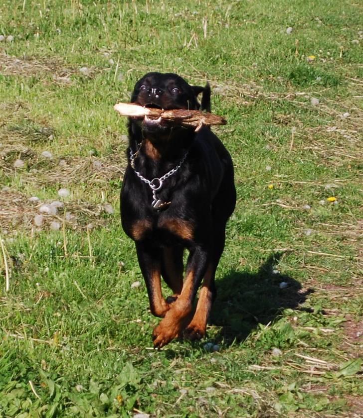 Rottweiler Nica billede 14