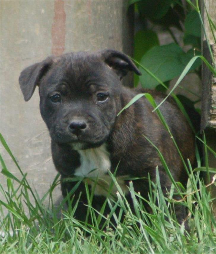 Staffordshire bull terrier Enzo - 6 uger gammel. billede 2