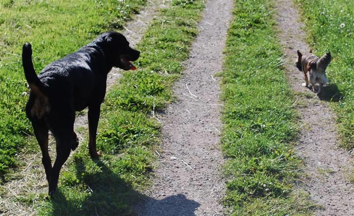 Chihuahua Mille billede 14