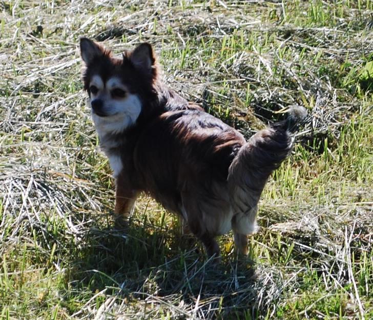 Chihuahua Mille billede 15