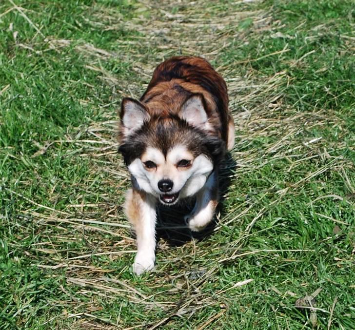 Chihuahua Mille billede 16