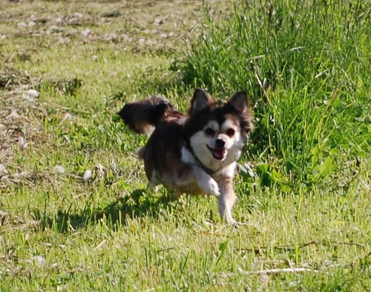 Chihuahua Mille billede 17