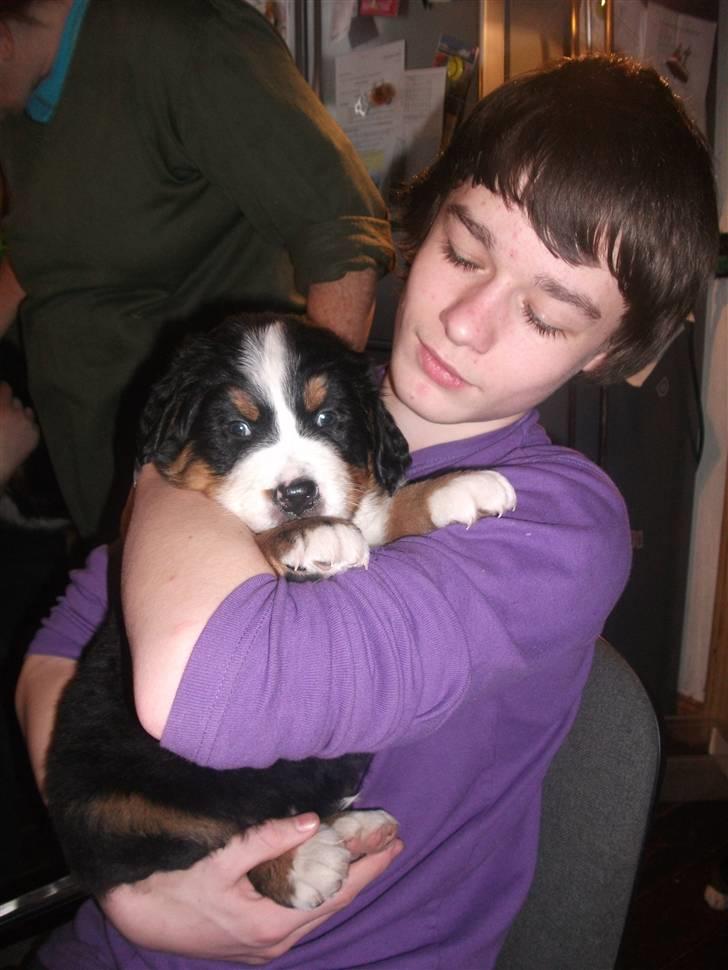 Berner sennenhund Von-Pedersens Boomer - Boomer 5 uger og Theis billede 2