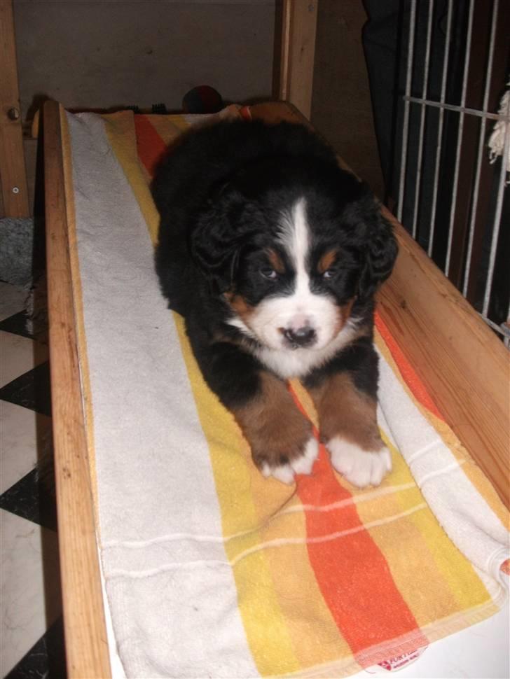 Berner sennenhund Von-Pedersens Boomer - Boomer 5 uger (billede taget hos opdrætteren) billede 3