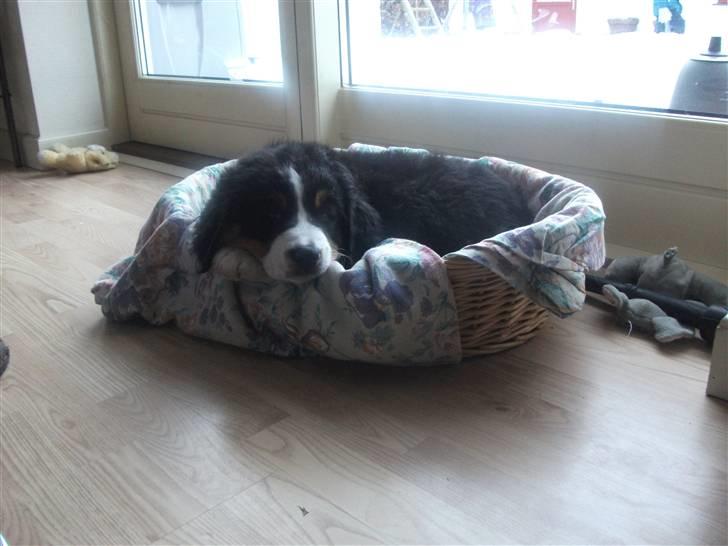 Berner sennenhund Von-Pedersens Boomer - Boomer 8 uger ved afhentningen billede 4