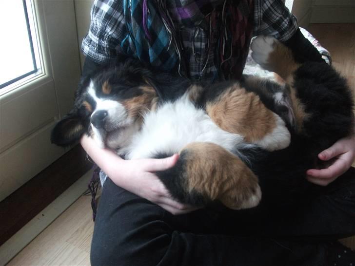 Berner sennenhund Von-Pedersens Boomer - En træt hvalp 8 uger gammel billede 5