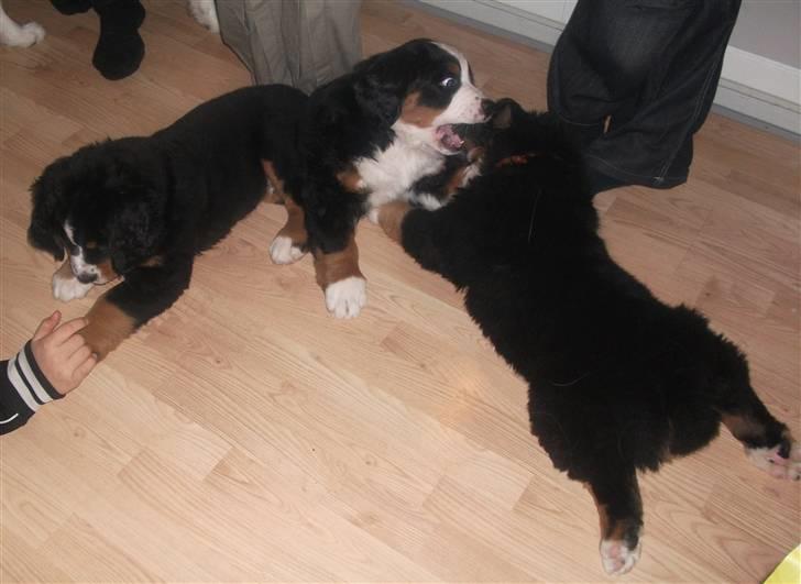 Berner sennenhund Von-Pedersens Boomer - De tre brødre leger sammen en sidste gang billede 6