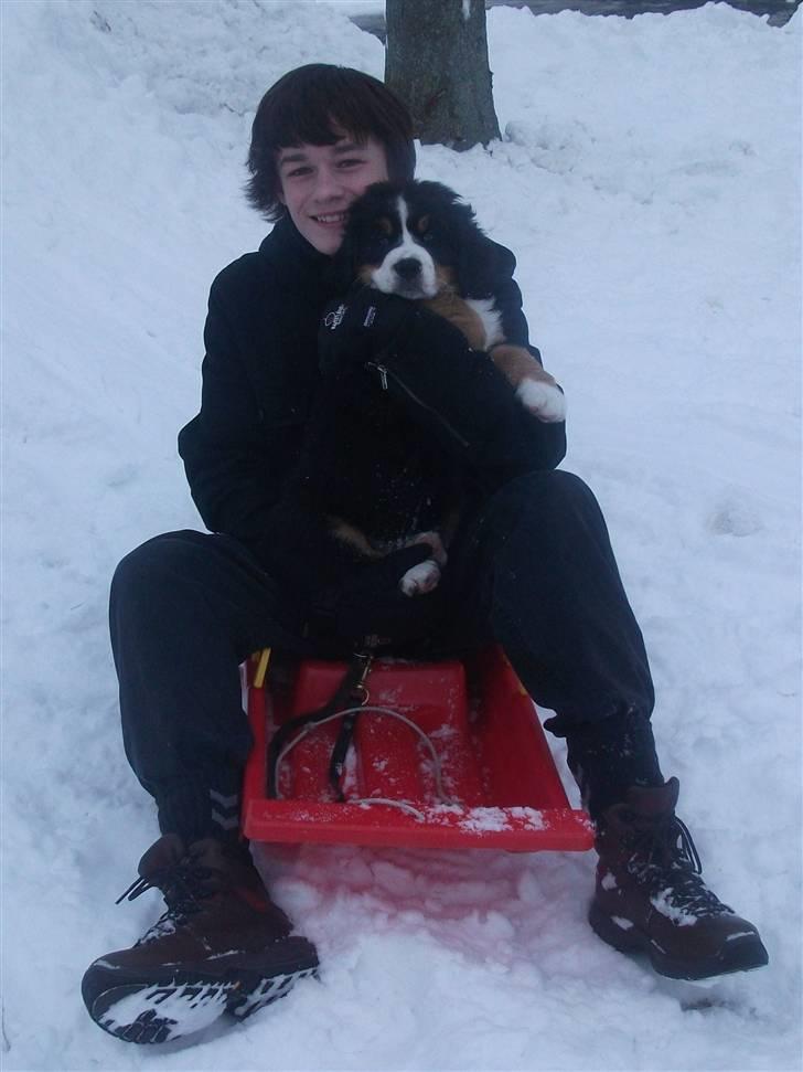 Berner sennenhund Von-Pedersens Boomer - Boomer og Theis leger i sneen billede 7