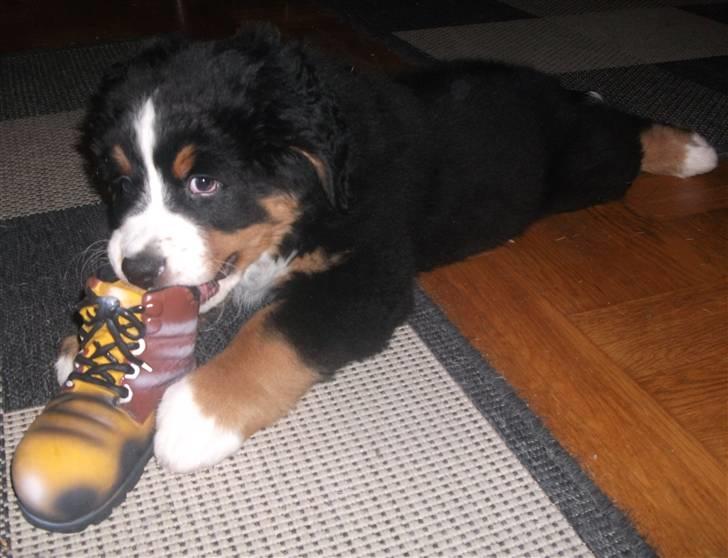 Berner sennenhund Von-Pedersens Boomer - Dejligt at have en sko, som det er tilladt at bide i billede 8