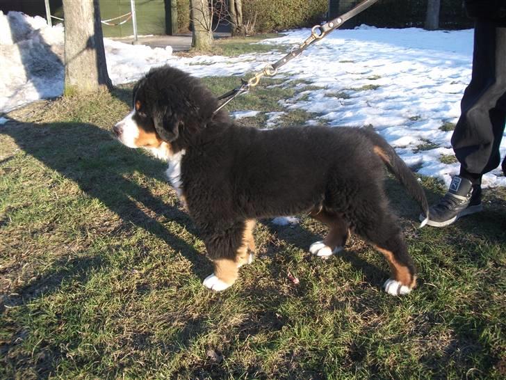 Berner sennenhund Von-Pedersens Boomer - 12 uger gammel billede 9