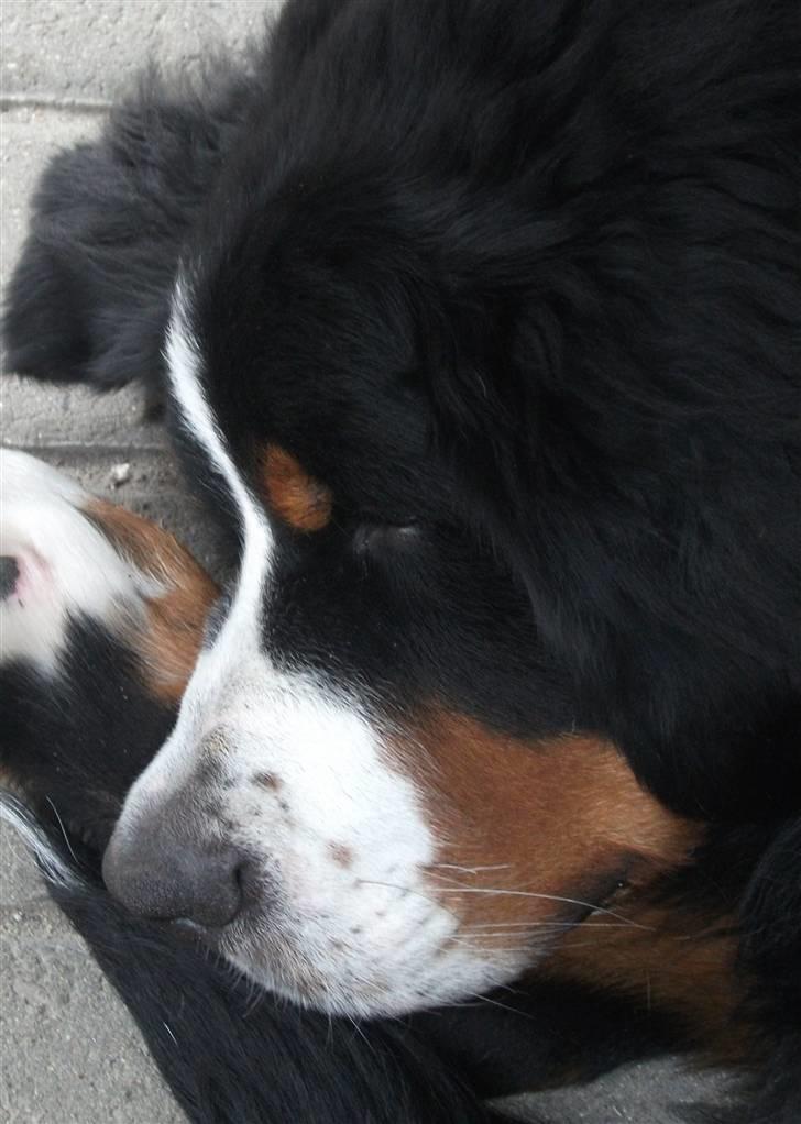 Berner sennenhund Von-Pedersens Boomer - Nærbillede af en meget træt Boomer billede 10