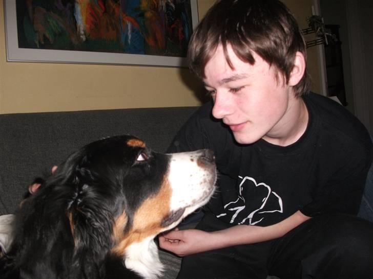 Berner sennenhund Von-Pedersens Boomer - Rigtigt gode venner billede 11