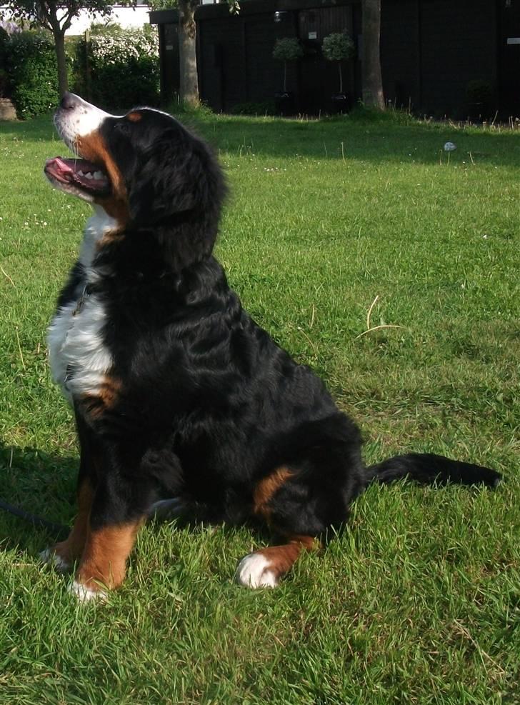 Berner sennenhund Von-Pedersens Boomer - En meget opmærksom Boomer billede 12