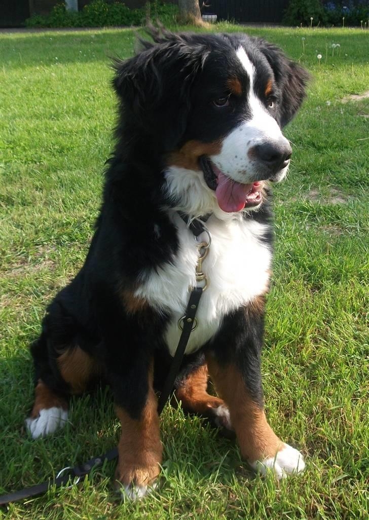 Berner sennenhund Von-Pedersens Boomer - Boomer 6 mdr. gammel billede 13