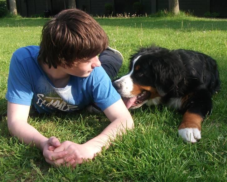 Berner sennenhund Von-Pedersens Boomer - Boomer og Theis elsker at lege sammen billede 14