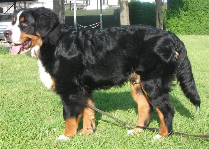 Berner sennenhund Von-Pedersens Boomer - 6 mdr. gammel og 34 kg  billede 15
