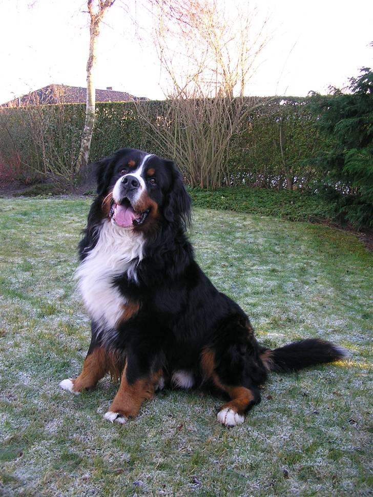 Berner sennenhund Von-Pedersens Boomer - Boomer´s Far Nutaraq - kaldet Baldur billede 16