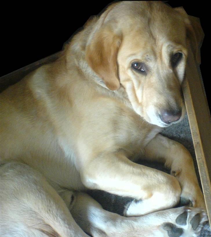 Labrador retriever |Skipper  - Velkommen til skippers profil ;) billede 6