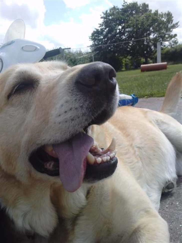 Labrador retriever |Skipper  billede 5