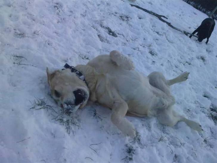 Labrador retriever |Skipper  - Så blev han lige lidt træt ;D<33 billede 15