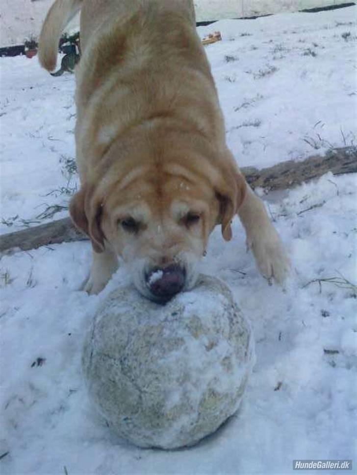 Labrador retriever |Skipper  - Dovne hund!!^^<333 billede 10