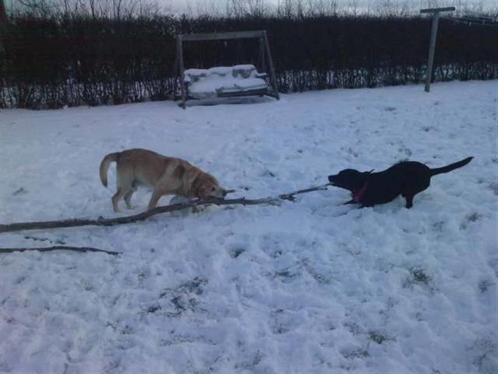 Labrador retriever |Skipper  - ^^<3333 billede 11