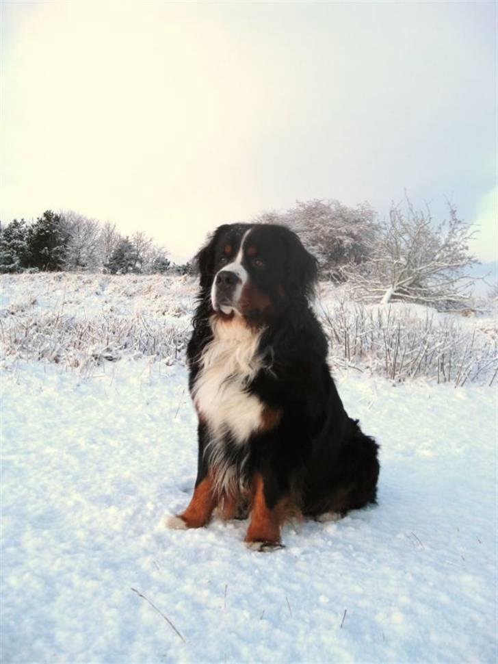 Berner sennenhund Von-Pedersens Boomer - Far Baldur i sneen billede 17