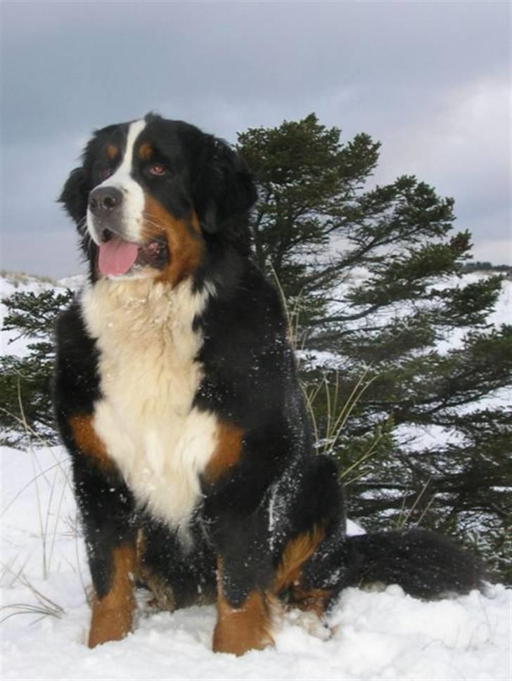 Berner sennenhund Von-Pedersens Boomer - Boomer´s mor Udine i sneen billede 18