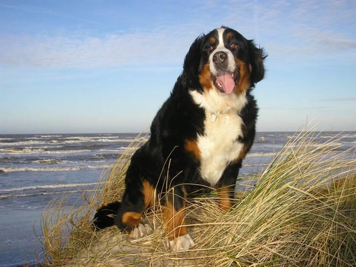 Berner sennenhund Von-Pedersens Boomer - Mor Udine ved stranden billede 19