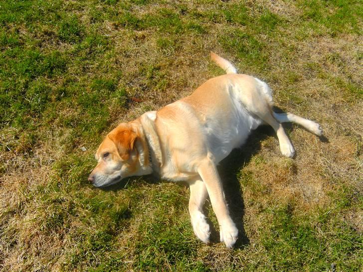 Labrador retriever |Skipper  - Smukke hund ;D  billede 12