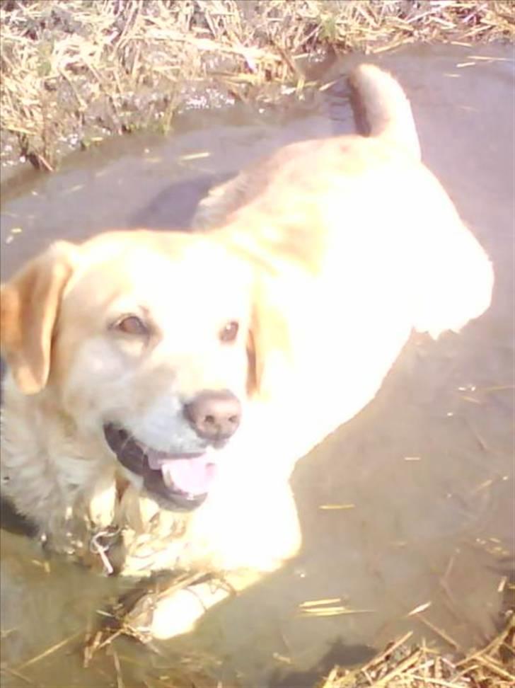 Labrador retriever |Skipper  - Skipper i en vandpyt+solbadning xD billede 13
