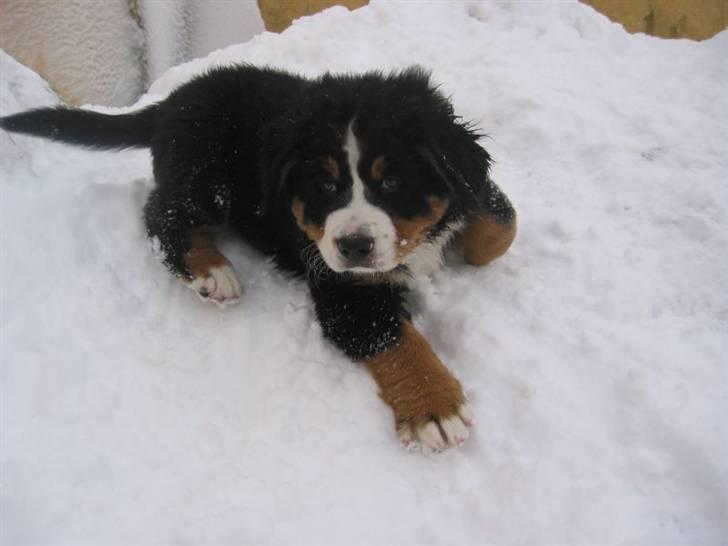 Berner sennenhund Von-Pedersens Boomer - Som alle Bernere elsker Boomer at lege i sne billede 20